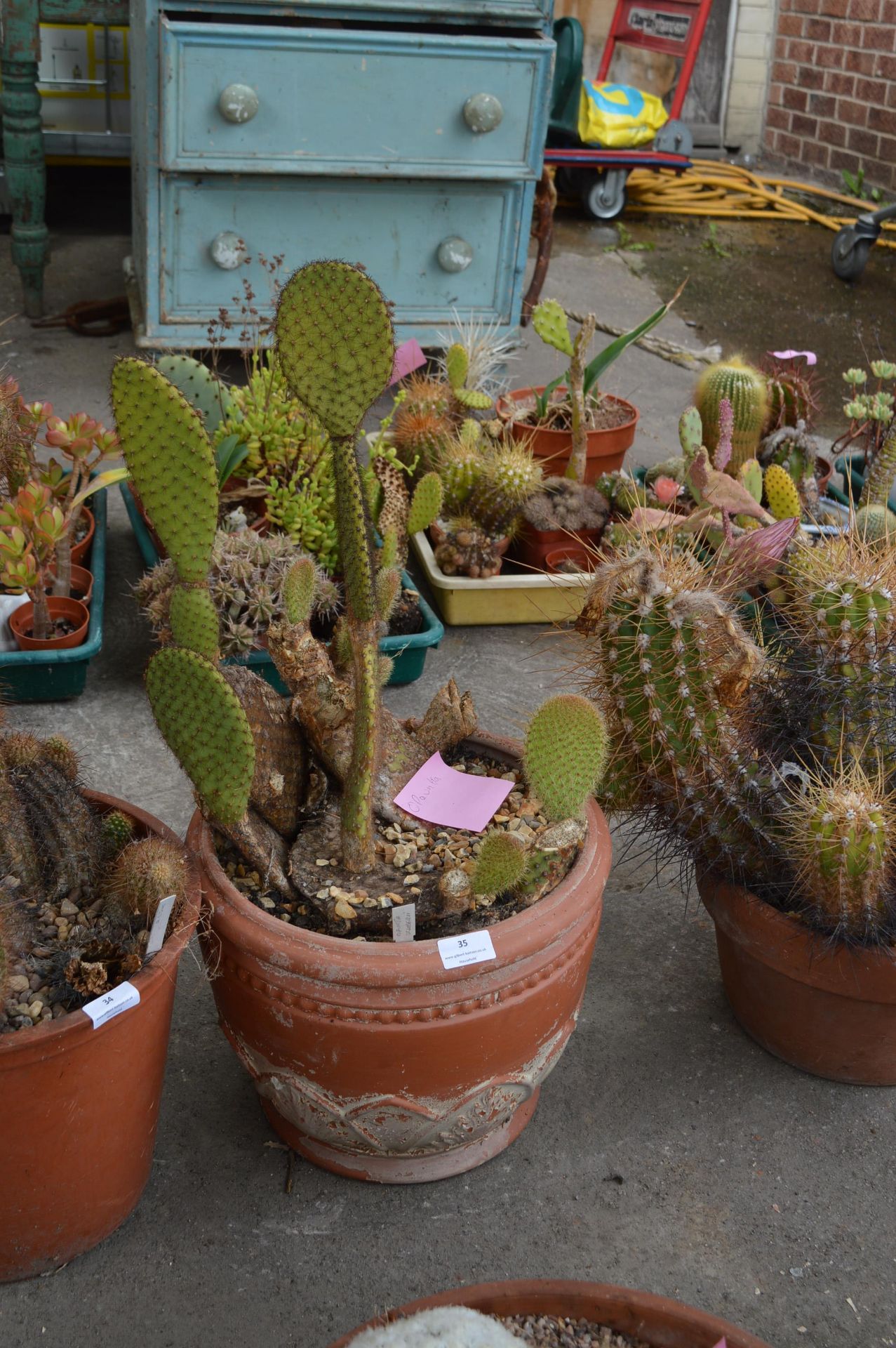 Opuntia Cactus in Terracotta Pot