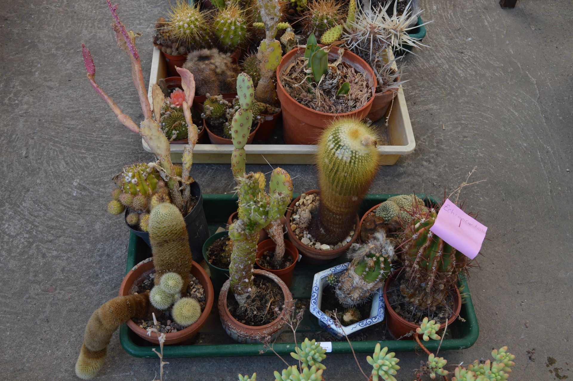 Tray Lot of Ten Assorted Cacti Including Echinocac