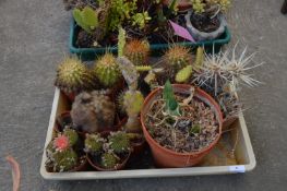 Tray Lot of Ten Assorted Cacti Including Desert Ga