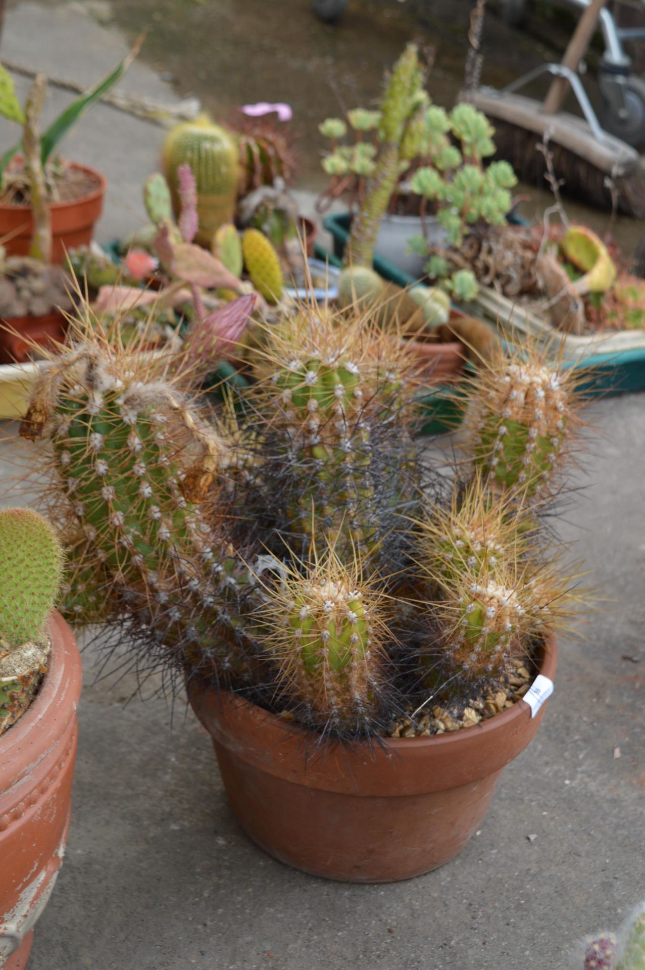 Large Echinocactus in Terracotta Pot