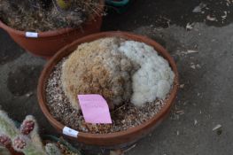 Mammillaria Bocasana Cactus in Pot