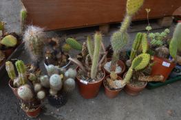 Twelve Assorted Cacti