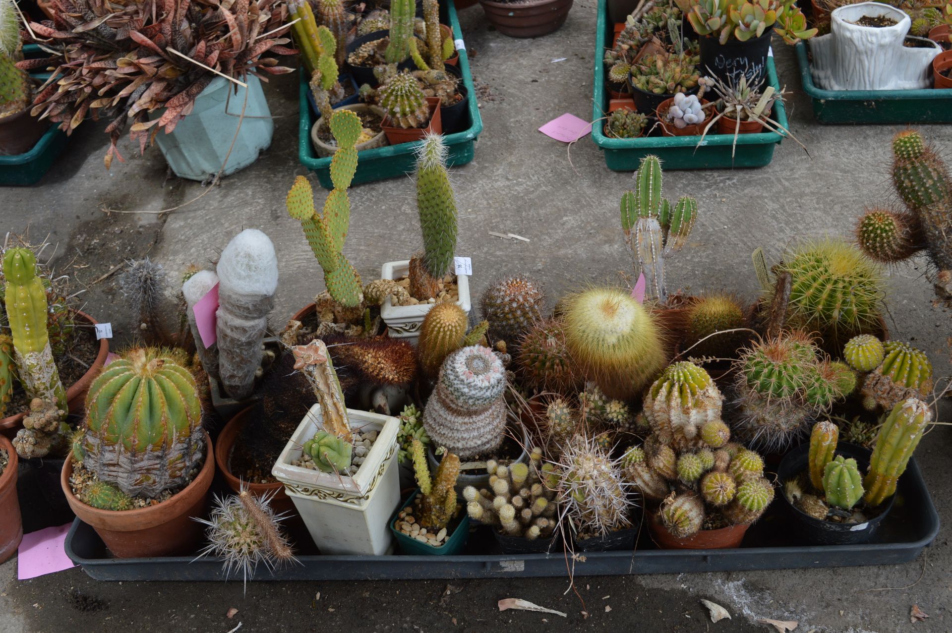 Tray Lot of Cacti Including Echinocactus, Grusonii