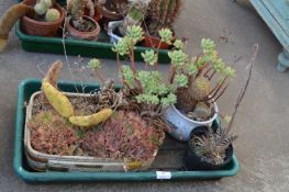 Collection of Cacti and Succulents Comprising One