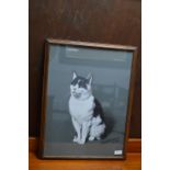 Wood Framed Pastel Picture of a Cat