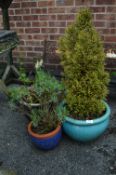 Three Planters with Conifers, Herbs, etc.