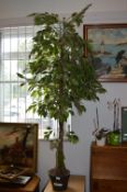 Artificial 6ft Ficus