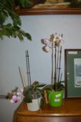 Two Potted Orchids