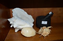 Collection of Shells, and a Pestle & Mortar