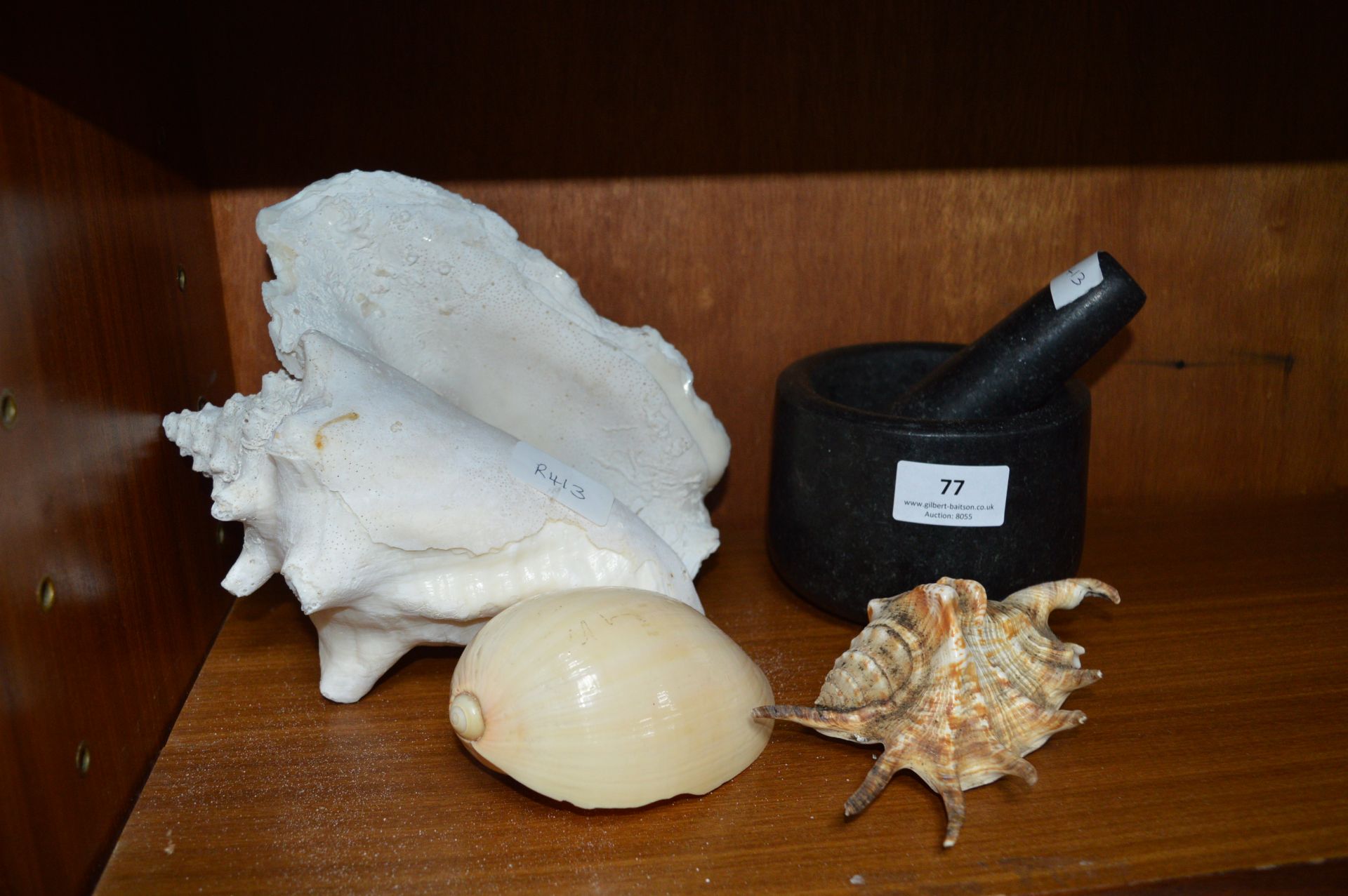 Collection of Shells, and a Pestle & Mortar