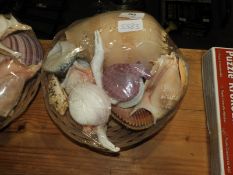 *Collection of Seashells in Basket