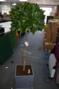 *Bay Tree in Square Planter