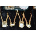 Four Pairs of Muntjac Deer Horns