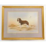 Deborah Thorn. Portrait of a springer spaniel, watercolour, signed lower right, 32cm x 45cm.