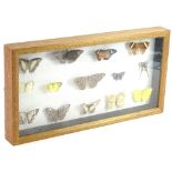 A display of various Eastern butterflies, glazed.