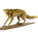 A taxidermied fox, mounted standing on a log, 115cm L.