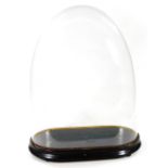 An early 20thC glass dome, on an oval ebonised stand, 56cm H, 42cm W.