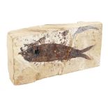 A fish on lime stone fossil, probably Green River formation, 14cm W.