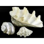 A giant clam shell and two other shells, 55cm W.