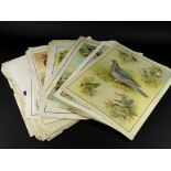 A quantity of children's books or school illustrations, folio size, depicting plants, native birds