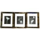 A set of three monochrome photographs of flowers, each in hardwood and mirrored frames, 54cm x