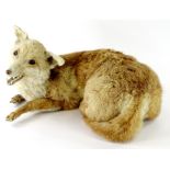 A taxidermied fox, in the recumbent position, 47cm W.