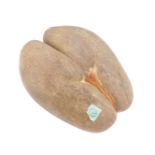A Coco de Mer nut, Lodoicea Maldivica, Seychelles Permit applied No 10480, 40cm L, 29cm W, 490g.