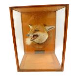 Taxidermy. A mounted foxes head and tail, with plaque, Southwold Hounds, Greenfield Wood to Forest
