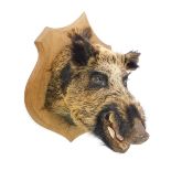 Taxidermy; a wild boar's head, oak shield mounted, 55cm L.