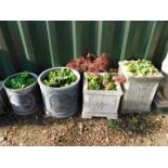 Two concrete square planters, neoclassical style, containing primroses, one containing an Acer, 36cm