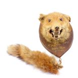 Taxidermy. A fox's head and tail, oak shield mounted, painted Mr Spooner's Hounds, Rendle Stone,