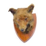 Taxidermy. A fox's head, mahogany shield mounted.