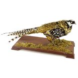 A taxidermied Reeve's Pheasant, on a rectangular base, the base.