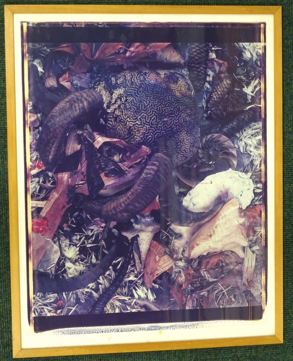 Frank Gillette (b.1941). Horn and shell composition, polaroid print, 75cm x 59cm.