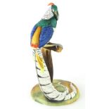 A rare Royal Crown Derby porcelain model of an Asiatic pheasant, standing on a perch on a circular