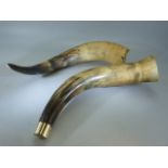 Two Long horn cow horns - 1 capped