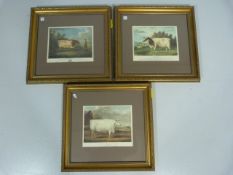 Three framed lithographs of Bulls