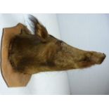 Taxidermy Hogs head of medium size