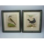 Early 19th Century prints (possibly Morris) Blackbird with nest and eggs