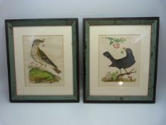 Early 19th Century prints (possibly Morris) Blackbird with nest and eggs