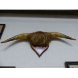 Pair of Mounted horns on plaque.
