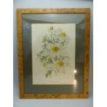 An Elizabeth Cameron framed and signed floral study of Romneya Coulteri