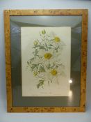 An Elizabeth Cameron framed and signed floral study of Romneya Coulteri