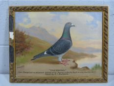 BEER, Andrew. (1862 - 1954) - Portrait of a Racing Pigeon 'Good Intentions'. Achievements - Dark