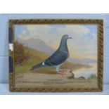 BEER, Andrew. (1862 - 1954) - Portrait of a Racing Pigeon 'Good Intentions'. Achievements - Dark