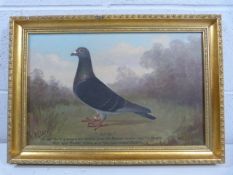 BEER (W.A) (Andrew Beer) 1862 - 1954 - Portrait of a Racing Pigeon 'Old 63'. Achievments - ' In 1906