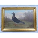 BEER (W.A) (Andrew Beer) 1862 - 1954 - Portrait of a Racing Pigeon 'Old 63'. Achievments - ' In 1906