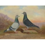 ANDREW BEER: Oil on canvas of a pair of racing Pigeons entitled "Champions of the British Isles",