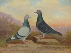 ANDREW BEER: Oil on canvas of a pair of racing Pigeons entitled "Champions of the British Isles",