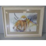 Highland bull print framed and glazed
